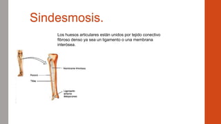 Sindesmosis.
Los huesos articulares están unidos por tejido conectivo
fibroso denso ya sea un ligamento o una membrana
interósea.
 