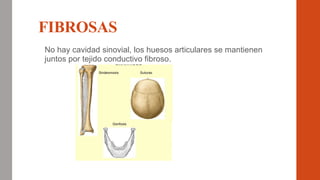 FIBROSAS
No hay cavidad sinovial, los huesos articulares se mantienen
juntos por tejido conductivo fibroso.
 