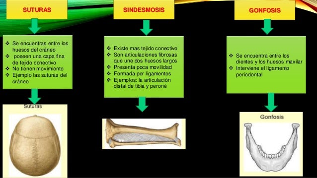 Articulaciones cuerpo humano