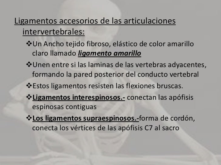 Ligamento longitudinal superior.- mas estrecha y mas débil. Esta a lo largo de la cara posterior de los cuerpos vertebrale...