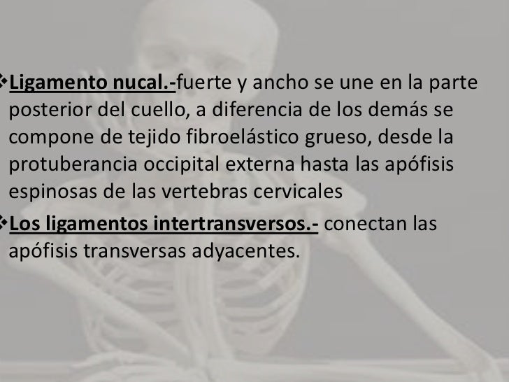 Articulaciones de los arcos vertebrales <br />Son articulaciones sinoviales plana <br />Esta rodeada por una capsula artic...
