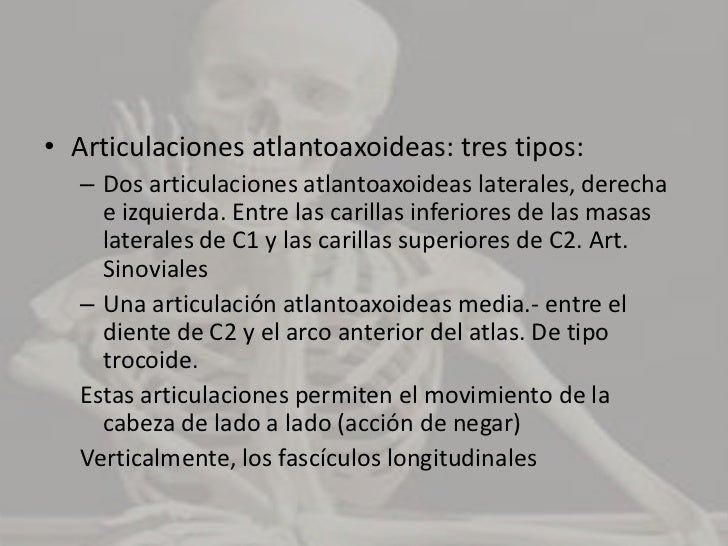 Estos ligamentos resisten las flexiones bruscas.