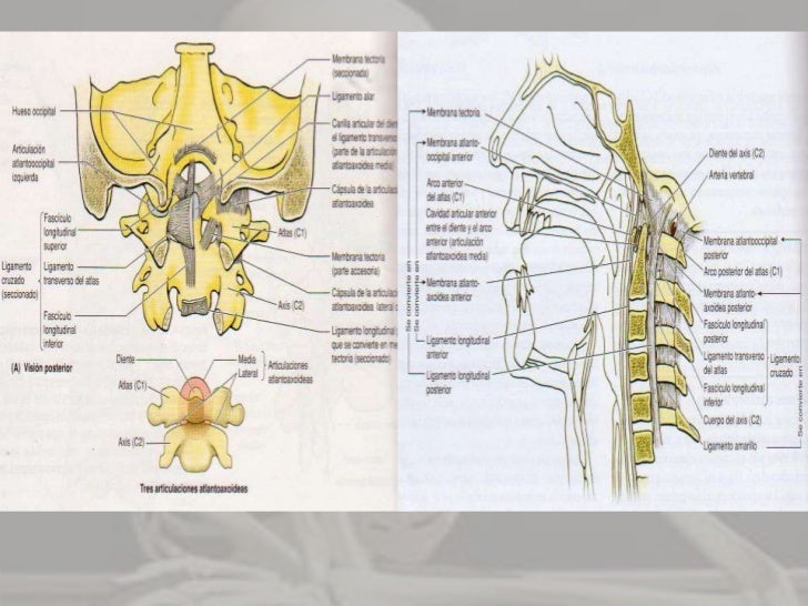Ligamentos interespinosos.- conectan las apófisis espinosas contiguas 