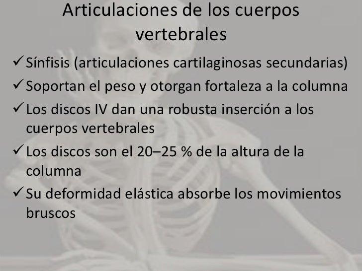 Articulaciones de los cuerpos vertebrales<br /><ul><li>Sínfisis (articulaciones cartilaginosas secundarias)