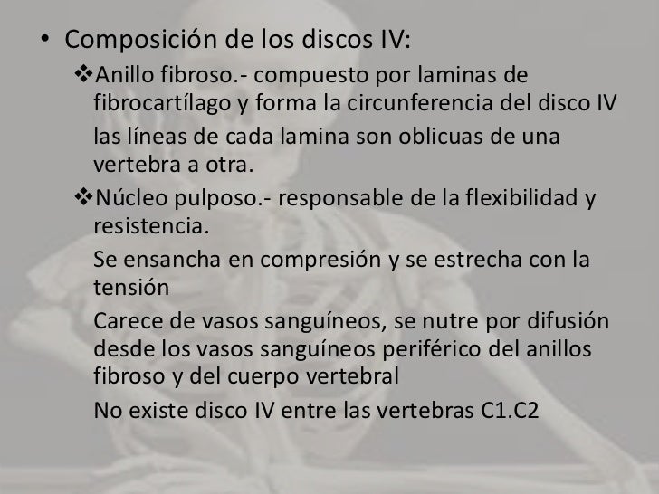 Los discos IV dan una robusta inserción a los cuerpos vertebrales