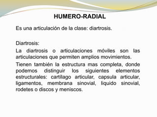 HUMERO-RADIAL
Es una articulación de la clase: diartrosis.
Diartrosis:
La diartrosis o articulaciones móviles son las
articulaciones que permiten amplios movimientos.
Tienen también la estructura mas completa, donde
podemos distinguir los siguientes elementos
estructurales: cartílago articular, capsula articular,
ligamentos, membrana sinovial, liquido sinovial,
rodetes o discos y meniscos.

 
