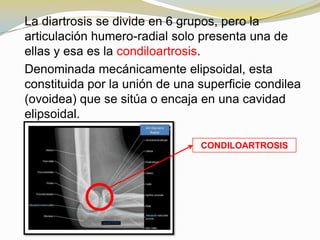 La diartrosis se divide en 6 grupos, pero la
articulación humero-radial solo presenta una de
ellas y esa es la condiloartrosis.
Denominada mecánicamente elipsoidal, esta
constituida por la unión de una superficie condilea
(ovoidea) que se sitúa o encaja en una cavidad
elipsoidal.
CONDILOARTROSIS

 