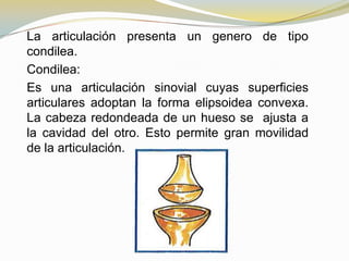 La articulación presenta un genero de tipo
condilea.
Condilea:
Es una articulación sinovial cuyas superficies
articulares adoptan la forma elipsoidea convexa.
La cabeza redondeada de un hueso se ajusta a
la cavidad del otro. Esto permite gran movilidad
de la articulación.

 