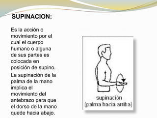 SUPINACION:
Es la acción o
movimiento por el
cual el cuerpo
humano o alguna
de sus partes es
colocada en
posición de supino.
La supinación de la
palma de la mano
implica el
movimiento del
antebrazo para que
el dorso de la mano
quede hacia abajo.

 