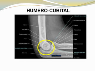 HUMERO-CUBITAL

 