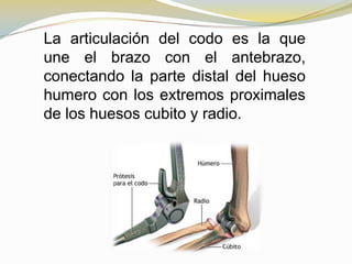 La articulación del codo es la que
une el brazo con el antebrazo,
conectando la parte distal del hueso
humero con los extremos proximales
de los huesos cubito y radio.

 