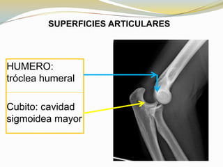 SUPERFICIES ARTICULARES

HUMERO:
tróclea humeral
Cubito: cavidad
sigmoidea mayor

 
