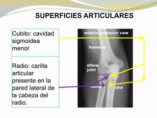 SUPERFICIES ARTICULARES
Cubito: cavidad
sigmoidea
menor
Radio: carilla
articular
presente en la
pared lateral de
la cabeza del
radio.

 