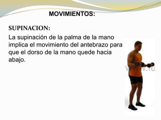 MOVIMIENTOS:
SUPINACION:
La supinación de la palma de la mano
implica el movimiento del antebrazo para
que el dorso de la mano quede hacia
abajo.

 