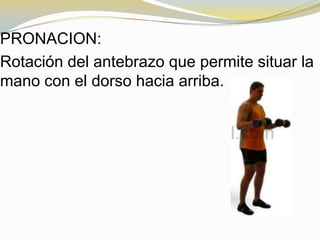 PRONACION:
Rotación del antebrazo que permite situar la
mano con el dorso hacia arriba.

 