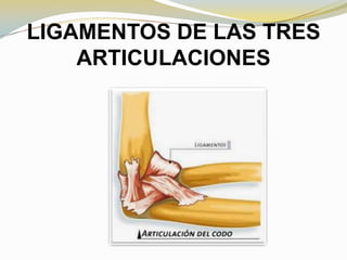 LIGAMENTOS DE LAS TRES
ARTICULACIONES

 
