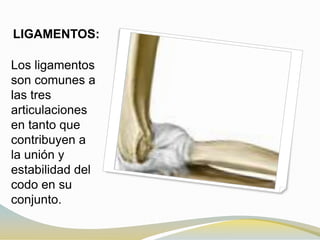 LIGAMENTOS:
Los ligamentos
son comunes a
las tres
articulaciones
en tanto que
contribuyen a
la unión y
estabilidad del
codo en su
conjunto.

 