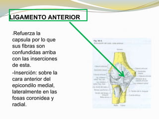LIGAMENTO ANTERIOR
Refuerza la
capsula por lo que
sus fibras son
confundidas arriba
con las inserciones
de esta.
-Inserción: sobre la
cara anterior del
epicondilo medial,
lateralmente en las
fosas coronidea y
radial.
-

 