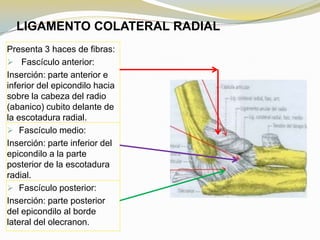 LIGAMENTO COLATERAL RADIAL
Presenta 3 haces de fibras:
 Fascículo anterior:
Inserción: parte anterior e
inferior del epicondilo hacia
sobre la cabeza del radio
(abanico) cubito delante de
la escotadura radial.
 Fascículo medio:
Inserción: parte inferior del
epicondilo a la parte
posterior de la escotadura
radial.
 Fascículo posterior:
Inserción: parte posterior
del epicondilo al borde
lateral del olecranon.

 