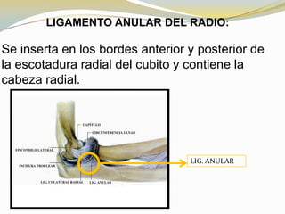 LIGAMENTO ANULAR DEL RADIO:

Se inserta en los bordes anterior y posterior de
la escotadura radial del cubito y contiene la
cabeza radial.

LIG. ANULAR

 