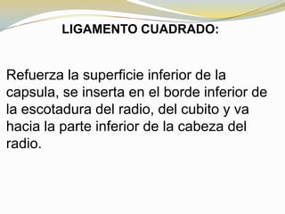 LIGAMENTO CUADRADO:

Refuerza la superficie inferior de la
capsula, se inserta en el borde inferior de
la escotadura del radio, del cubito y va
hacia la parte inferior de la cabeza del
radio.

 