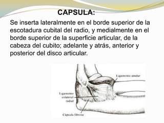 CAPSULA:
Se inserta lateralmente en el borde superior de la
escotadura cubital del radio, y medialmente en el
borde superior de la superficie articular, de la
cabeza del cubito; adelante y atrás, anterior y
posterior del disco articular.

 