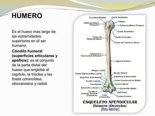HUMERO
Es el hueso mas largo de
las extremidades
superiores en el ser
humano.
Cóndilo humeral
(superficies articulares y
apófisis): es el conjunto
de la parte distal del
hueso que engloba al
capitulo, la tróclea y las
fosas coronoidea,
olocraneana y radial.

 