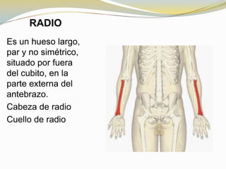RADIO
Es un hueso largo,
par y no simétrico,
situado por fuera
del cubito, en la
parte externa del
antebrazo.
Cabeza de radio
Cuello de radio

 