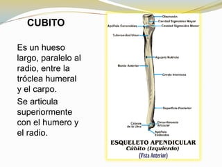 CUBITO
Es un hueso
largo, paralelo al
radio, entre la
tróclea humeral
y el carpo.
Se articula
superiormente
con el humero y
el radio.

 