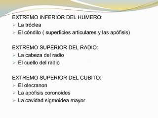 EXTREMO INFERIOR DEL HUMERO:
 La tróclea
 El cóndilo ( superficies articulares y las apófisis)
EXTREMO SUPERIOR DEL RADIO:
 La cabeza del radio
 El cuello del radio
EXTREMO SUPERIOR DEL CUBITO:
 El olecranon
 La apófisis coronoides
 La cavidad sigmoidea mayor

 