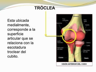 TRÓCLEA
Esta ubicada
medialmente,
corresponde a la
superficie
articular que se
relaciona con la
escotadura
troclear del
cubito.

 