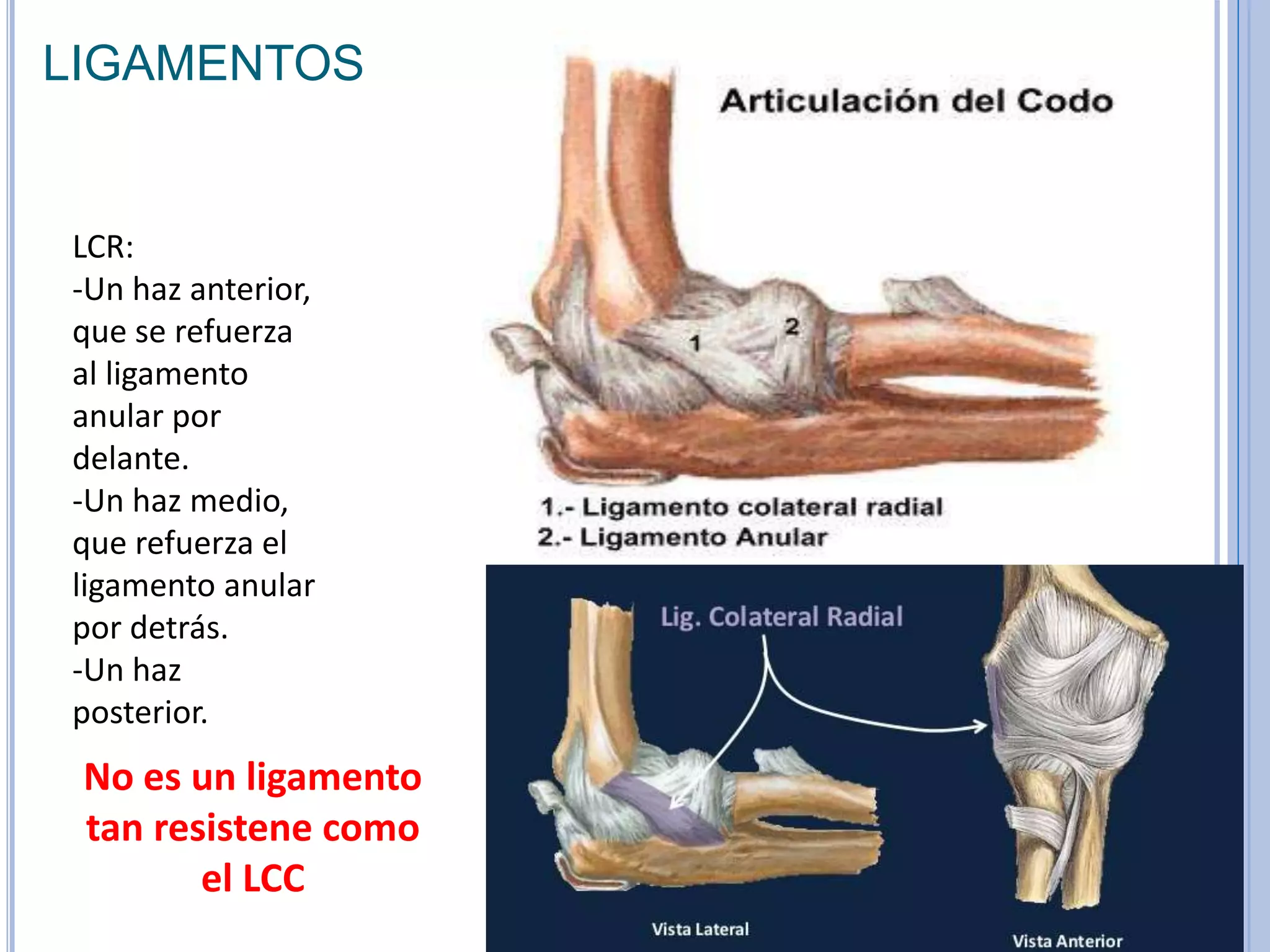 Articulaciones_del_Codo.pptx