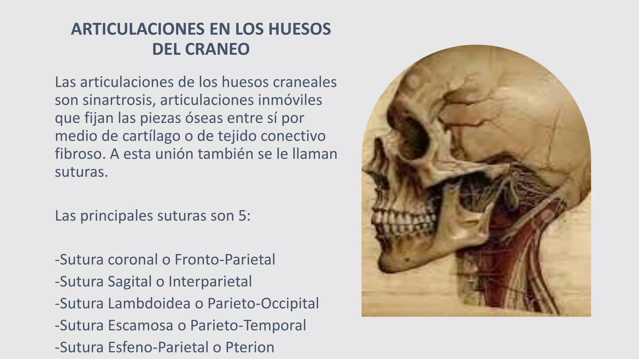 Articulaciones de los hueso del cráneo.pptx