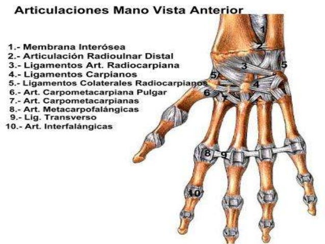 Articulaciones de mano
