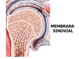 30


     MEMBRANA
      SINOVIAL
 