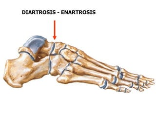 DIARTROSIS - ENARTROSIS
 