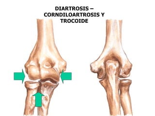 DIARTROSIS –
CORNDILOARTROSIS Y
     TROCOIDE
 