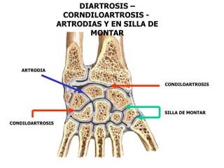 DIARTROSIS –
                   CORNDILOARTROSIS -
                  ARTRODIAS Y EN SILLA DE
                         MONTAR



    ARTRODIA


                                            CONDILOARTROSIS




                                            SILLA DE MONTAR

CONDILOARTROSIS
 