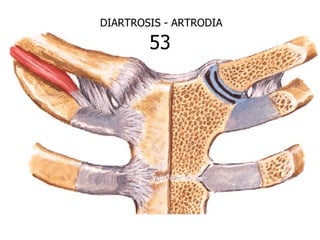 DIARTROSIS - ARTRODIA

        53
 