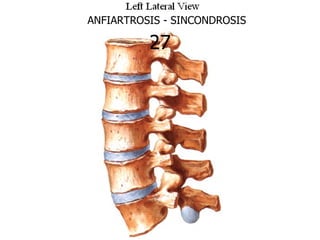 ANFIARTROSIS - SINCONDROSIS

          27
 