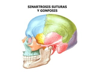 SINARTROSIS SUTURAS
    Y GONFOSIS
 