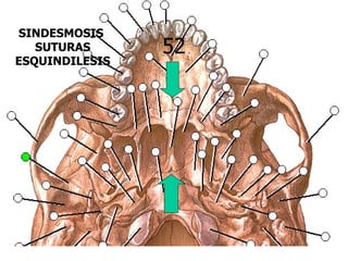 SINDESMOSIS
   SUTURAS      52
ESQUINDILESIS
 