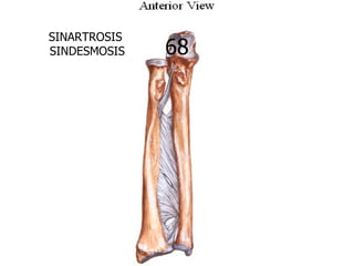 SINARTROSIS
SINDESMOSIS   68
 