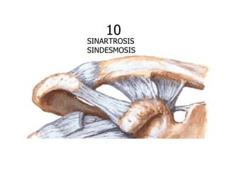 10
SINARTROSIS
SINDESMOSIS
 