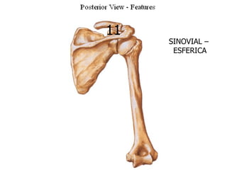 11
     SINOVIAL –
      ESFERICA
 