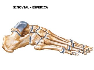 SINOVIAL - ESFERICA
 