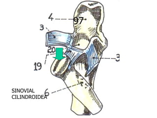 97




SINOVIAL
CILINDROIDEA
 