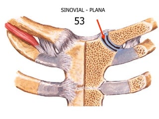 SINOVIAL - PLANA

    53
 