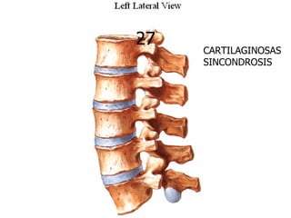 27
     CARTILAGINOSAS
     SINCONDROSIS
 