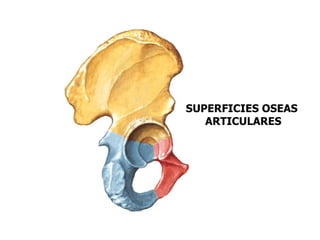 SUPERFICIES OSEAS
   ARTICULARES
 